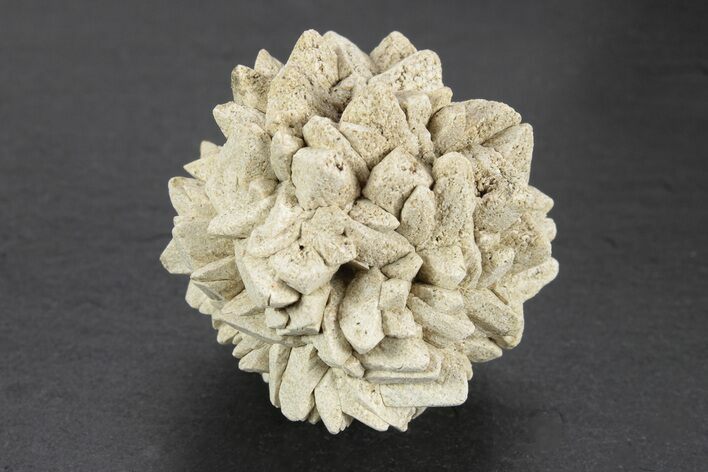 Stellate Glendonite (Calcite Pseudomorph) Cluster - Russia #247204